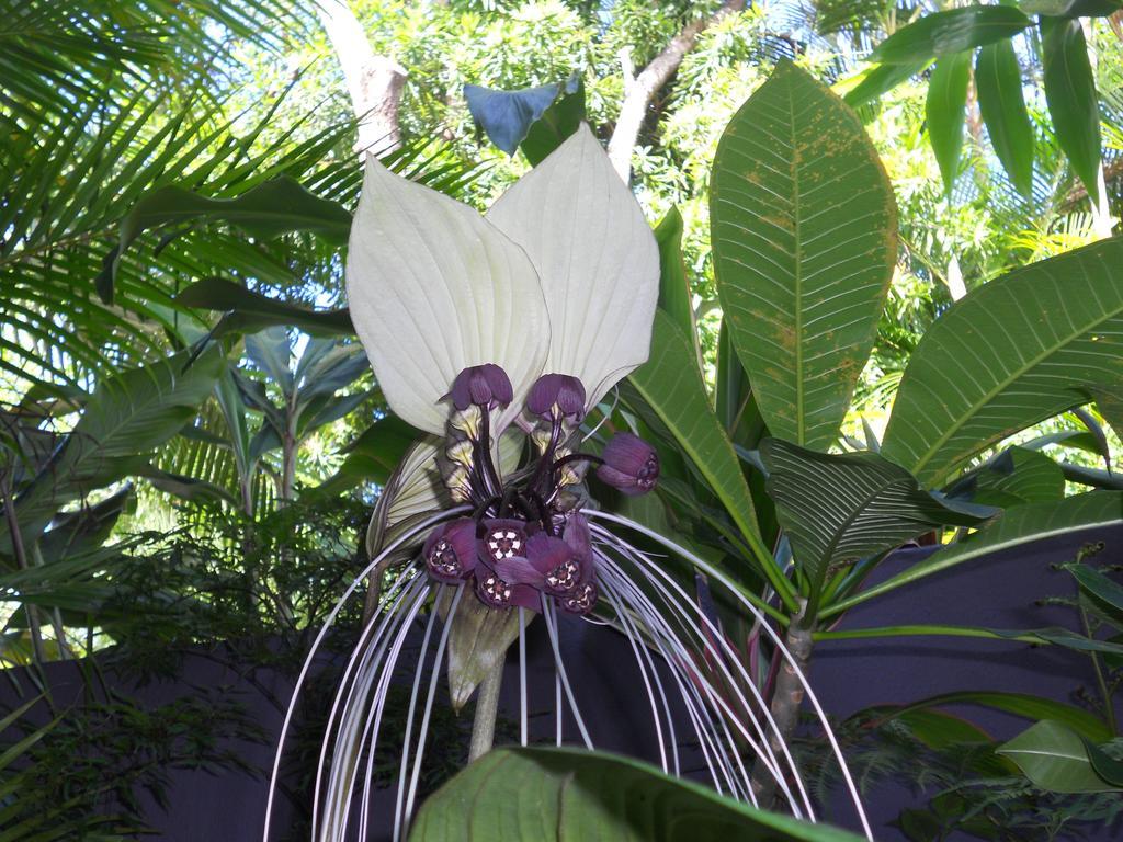 Noosa Gardens Riverside Resort Noosaville Εξωτερικό φωτογραφία